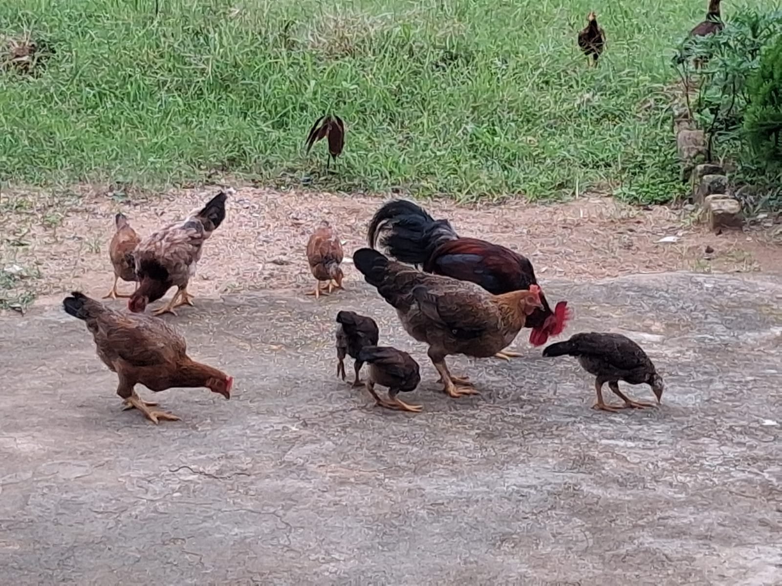 Backyard Poultry Rearing