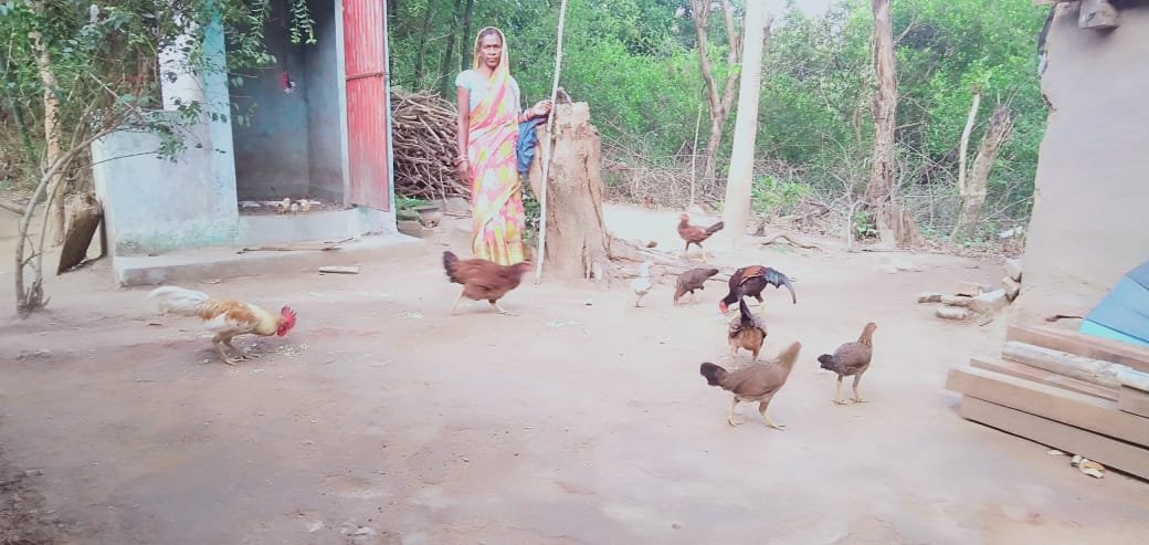 Poultry Group Activity