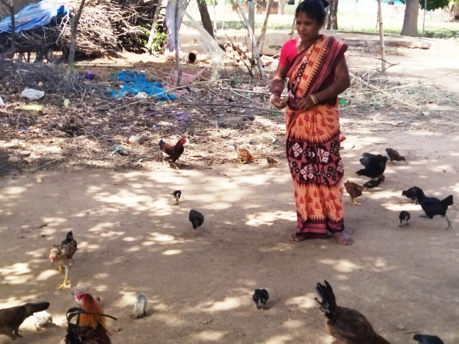 Poultry Feed & Care