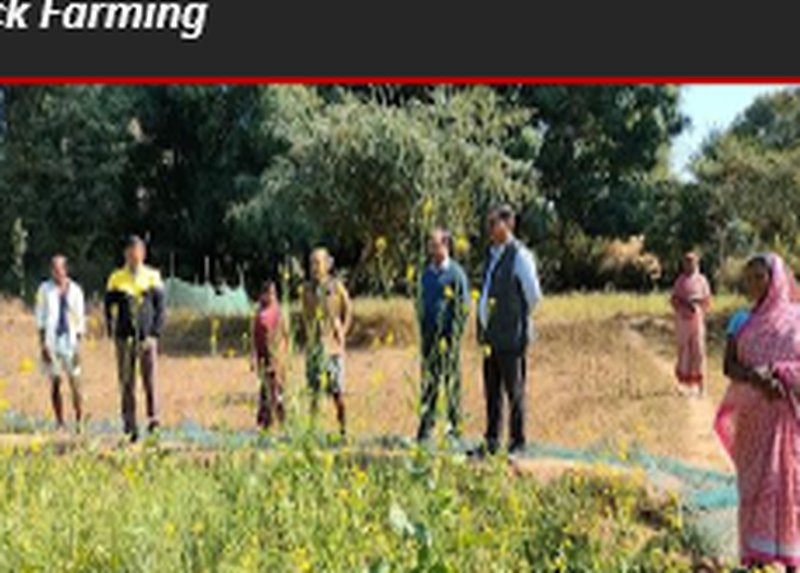 Lalita Devi Plant Grafting Field