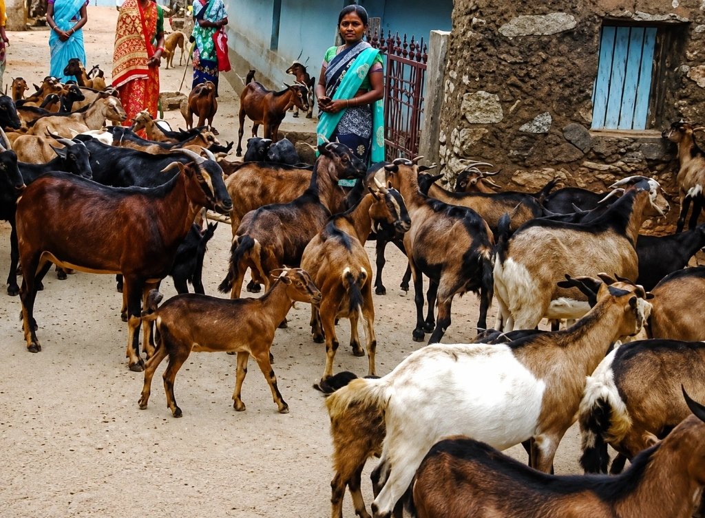 Laxmi Devi – Goat Rearing Entrepreneur